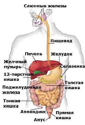 gastro